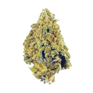 Nepalese