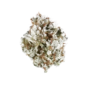 Neroli 91