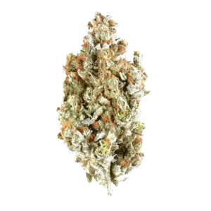 Orange Skunk