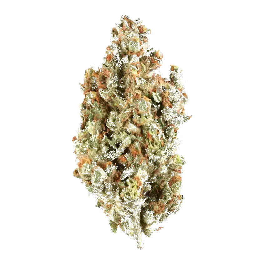 Orange Skunk