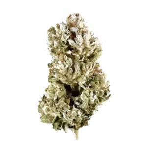 Original Glue