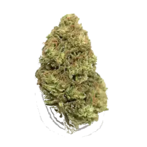 Pine Cone