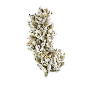 Purple Pinecone