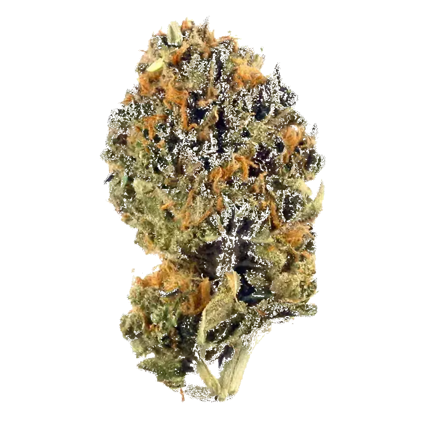 Purple Rhino