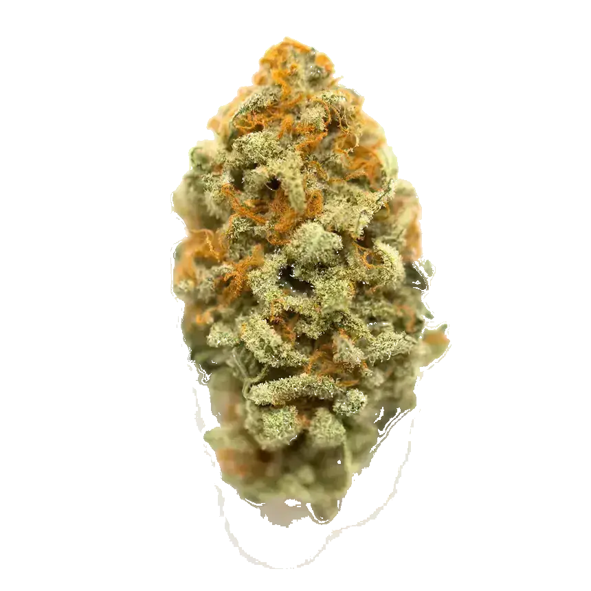 Red Rhino