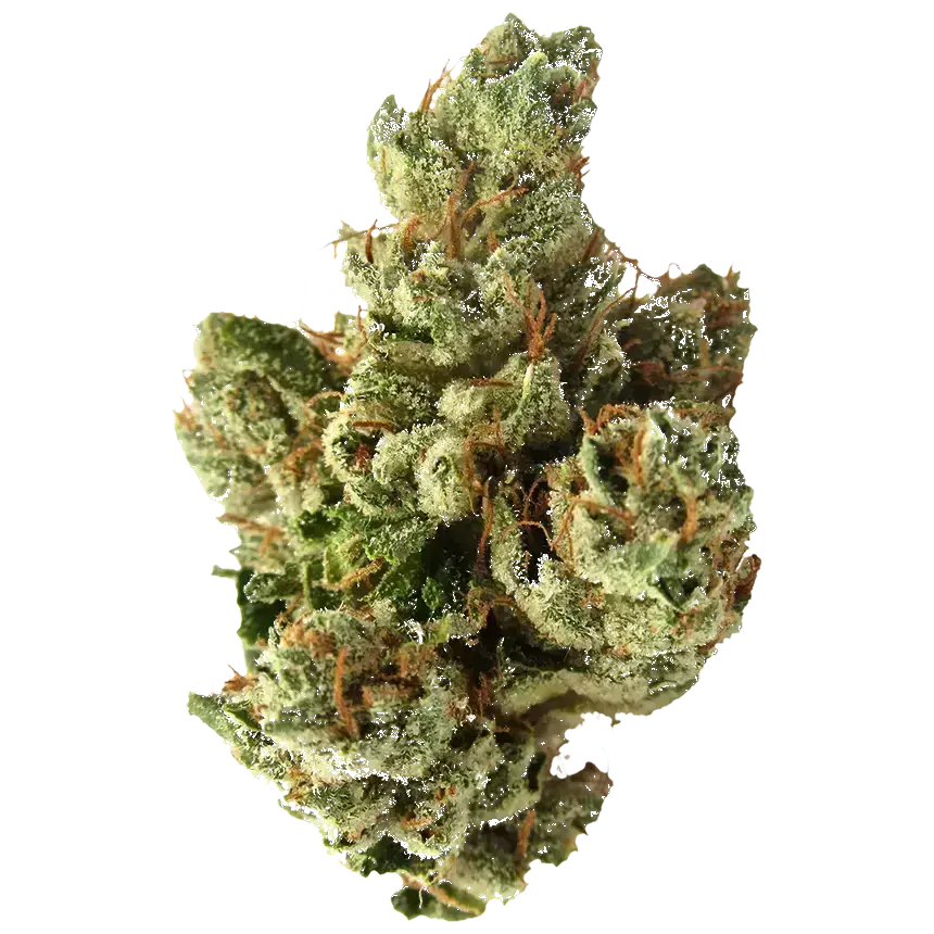 Sfv Og Kush