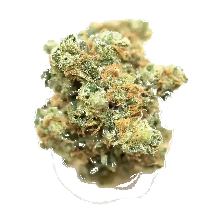 Stardawg 91