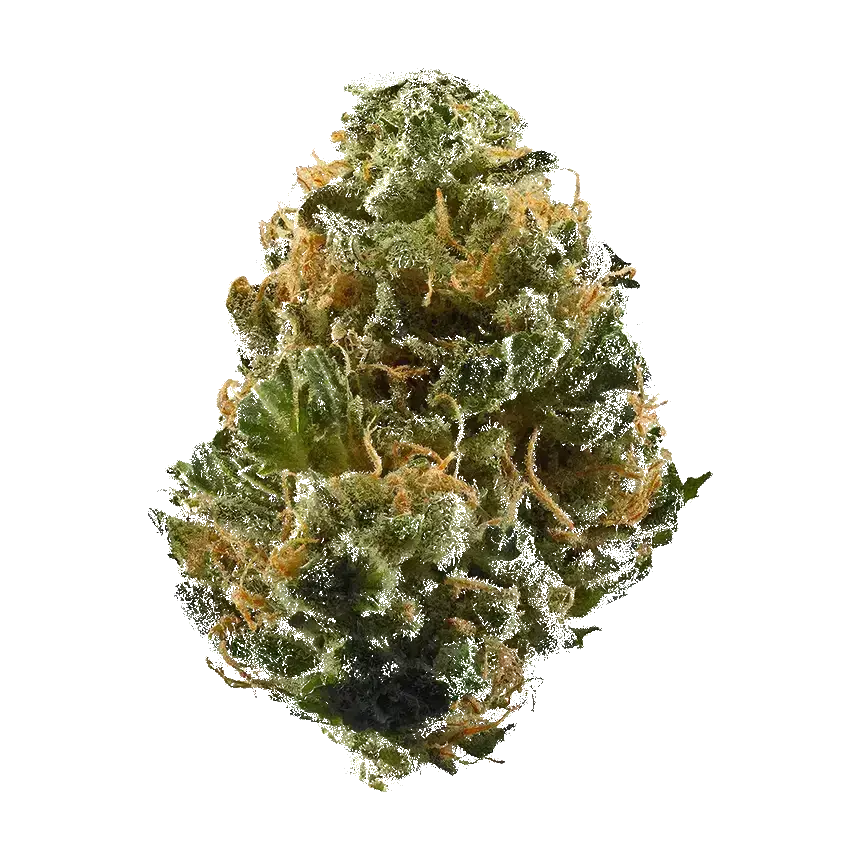 Stephen Hawking Kush
