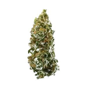 Tora Bora