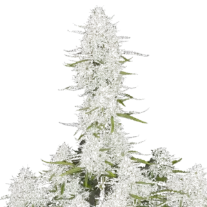 Wedding Cheesecake Auto