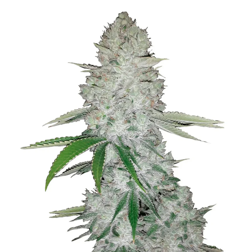 Gorilla Auto