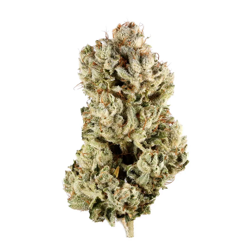 Platinum Gorilla