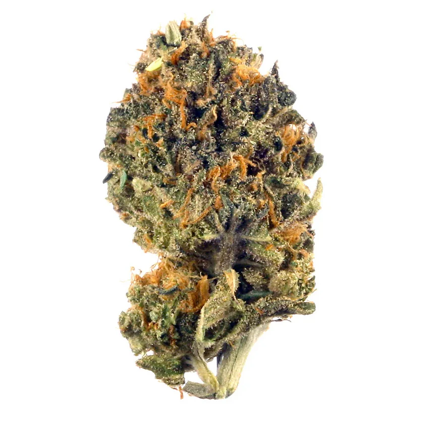 Purple Rhino