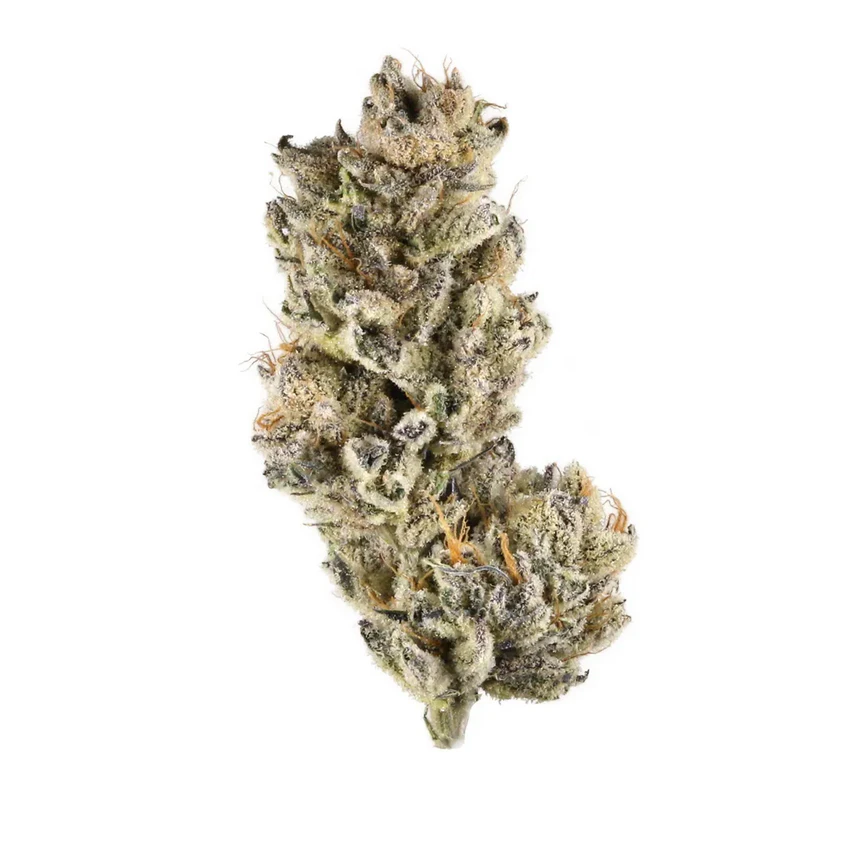 Purple Unicorn