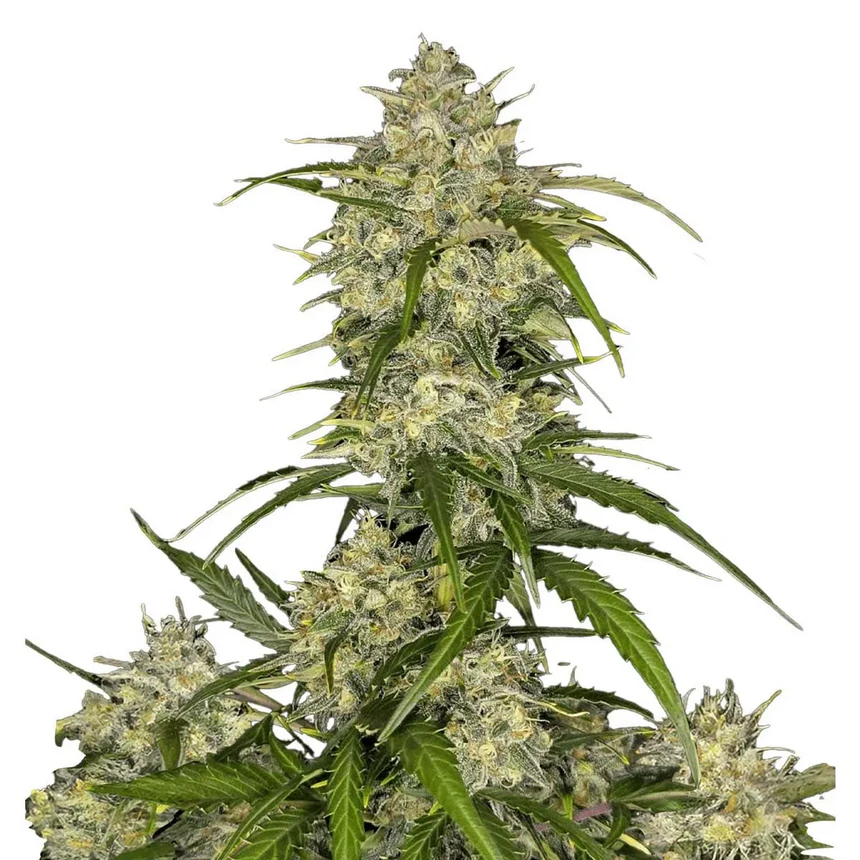 Sour Jealousy Auto